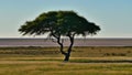 Lone standing acacia tree on a meadow with green grass in Kalahari desert with Etosha pan in Etosha National Park, Namibia.