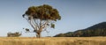 Lone-Standing Eucalyptus Tree in Tasmania, Australia