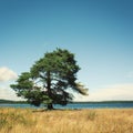 Lone standing pine-tree on a shore. Kenozero lake.