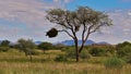 Lone standing tree with big sociable weaver bird nests nearby the road in kalahari desert, Namibia.