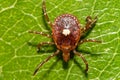 Lone Star Tick - Amblyomma americanum Royalty Free Stock Photo