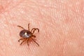 Lone Star Tick - Amblyomma americanum