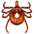 Lone Star Tick Royalty Free Stock Photo