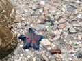 A lone starfish by the sea. Royalty Free Stock Photo