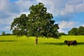 Lone Steer and Oak Tree on Texas Ranch Land Royalty Free Stock Photo