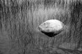 Lone stone in the reed