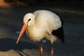 Lone stork bird close up