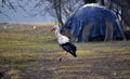 Lone stork early spring_2