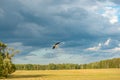 A lone stork flies over a meadow at the edge of the forest