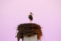 Lone stork on his nest