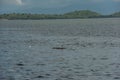 Lone stork on a log in the middle of a calm sea swims Singapore