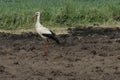 A lone stork preying on a meadow.