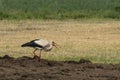 A lone stork preying on a meadow.