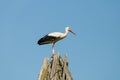 A lone stork on the roof of an old wigwam