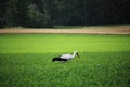 A lone stork wanders through a village field looking for food