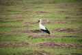 A lone stork wanders through a village field looking for food