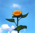 Lone sunflower against thesky Royalty Free Stock Photo