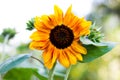 Lone Sunflower Royalty Free Stock Photo