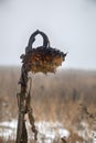 Lone sunflower on a dry winter field Royalty Free Stock Photo