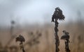 Lone sunflower on a dry winter field Royalty Free Stock Photo