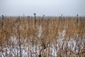 Lone sunflower on a dry winter field Royalty Free Stock Photo