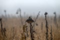 Lone sunflower on a dry winter field Royalty Free Stock Photo