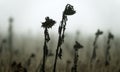 Lone sunflower on a dry winter field Royalty Free Stock Photo