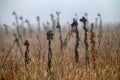 Lone sunflower on a dry winter field Royalty Free Stock Photo