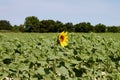 Lone sunflower