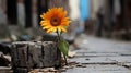 a lone sunflower growing out of a concrete block