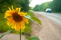 A lone sunflower on the side of the highway