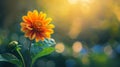 A lone sunflower standing in a vast meadow Royalty Free Stock Photo