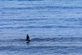 Lone Surfer Waiting for the surf at dawn