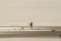 A Lone Surfer In Wet Suit Returning To Beach From Ocean With Birds Standing And Flying And A Rope Washed Up Onto The Shore - Sepia