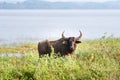 Surti water buffalo Bubalus bubalis standing in marshland, with watery background Royalty Free Stock Photo