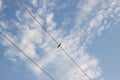 A lone swallow sits on electric wires against a blue sky with white clouds. Sky background with feather-like clouds. copy space.