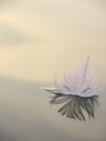Lone Swan Feather on Lake at Sunset