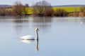 Lone swan floating on river, landscape with swan Royalty Free Stock Photo