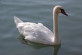 Lone swan III