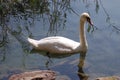 Lone swan IV