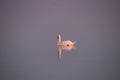 Lone swan just after sunset Royalty Free Stock Photo