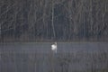 A lone swan, seen in profile, swimming on a dark pond in front of dense winter trees Royalty Free Stock Photo