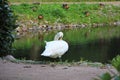 A lone Swan on the shore of a pond