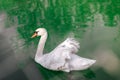 A lone swan swims peacefully in a small lake.