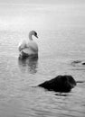 Lone swan on the water