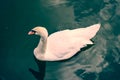 A lone swan on the water