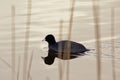 Single coot swimming in the reed, reflecting in the water Royalty Free Stock Photo