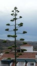 Lone tall agave plant with new green flowers