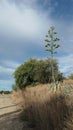 Lone tall agave plant with new green flowers