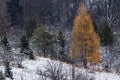 Lone Tamarack In A Snow Covered Forest